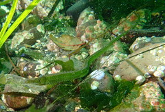 Syngnathus californiensis