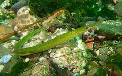 Syngnathus californiensis