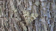 Glenopteris oculifera
