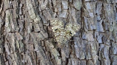 Glenopteris oculifera