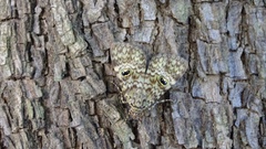 Glenopteris oculifera