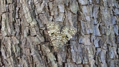 Glenopteris oculifera
