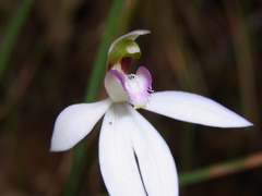 Caladenia picta