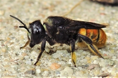 Megachile ustulata