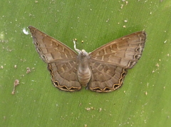 Voltinia phryxe