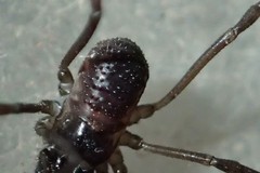 Oskoron spinosus