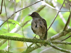 Turdus plebejus