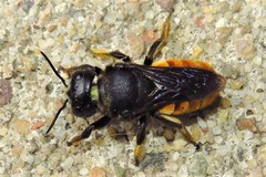 Megachile ustulata