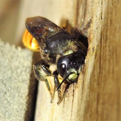 Megachile ustulata