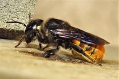 Megachile ustulata