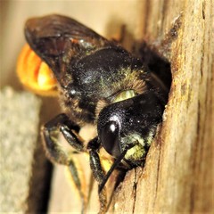 Megachile ustulata