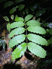 Cupaniopsis serrata