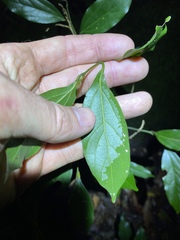 Cryptocarya triplinervis triplinervis