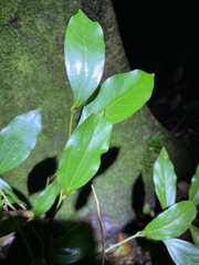 Cryptocarya triplinervis triplinervis