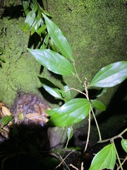 Cryptocarya triplinervis triplinervis