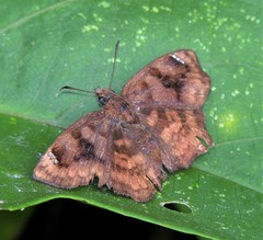Nisoniades macarius