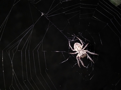 Parawixia audax