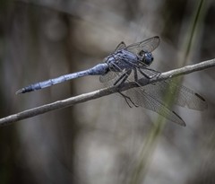 Orthetrum boumiera