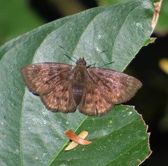 Nisoniades macarius