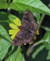 Nisoniades macarius