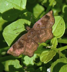 Nisoniades macarius