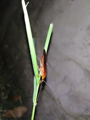 Blattoidae