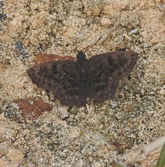 Nisoniades maura
