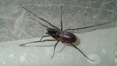 Oskoron spinosus