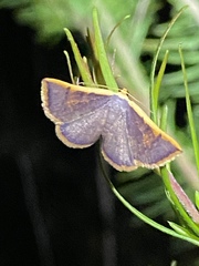 Picromorpha pyrrhopa