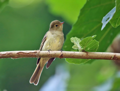 Mountain Elaenia photo 3