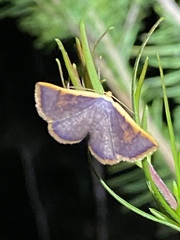 Picromorpha pyrrhopa