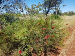 Melaleuca orophila