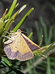 Picromorpha pyrrhopa