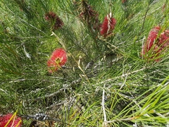 Melaleuca orophila