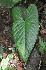 Anthurium ochranthum