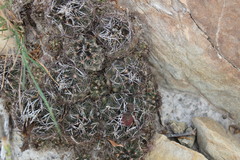 Coryphantha nickelsiae