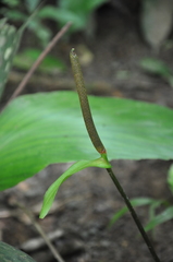 Anthurium ochranthum