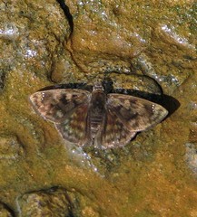 Nisoniades maura