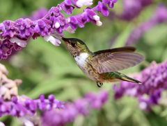 Selasphorus flammula