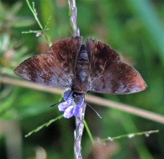 Pellicia costimacula