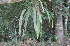 Anthurium bakeri