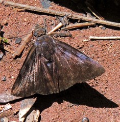 Pellicia vecina