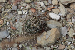 Ancistrocactus scheeri scheeri