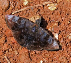 Pellicia vecina