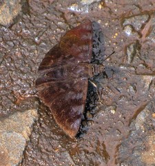 Pellicia vecina