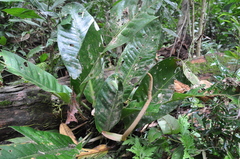 Anthurium ramonense