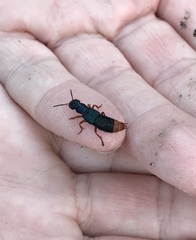 Dinothenarus saphyrinus