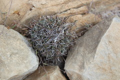 Coryphantha difficilis