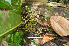 Anthurium ramonense