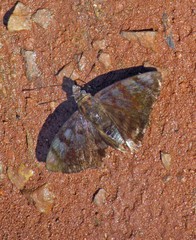 Pellicia vecina